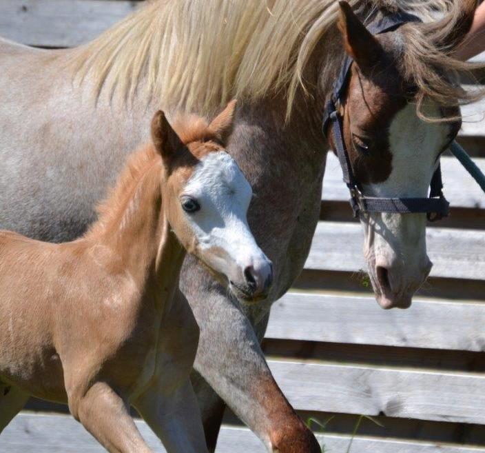 Welsh Mountain (sec A) Rø's Johnny Deluxe billede 4