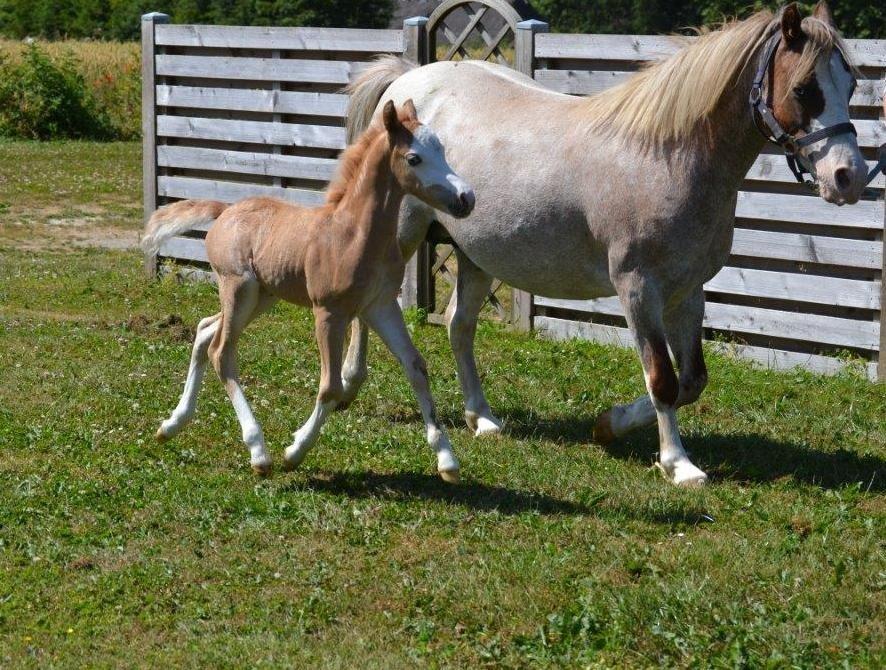 Welsh Mountain (sec A) Rø's Johnny Deluxe billede 5