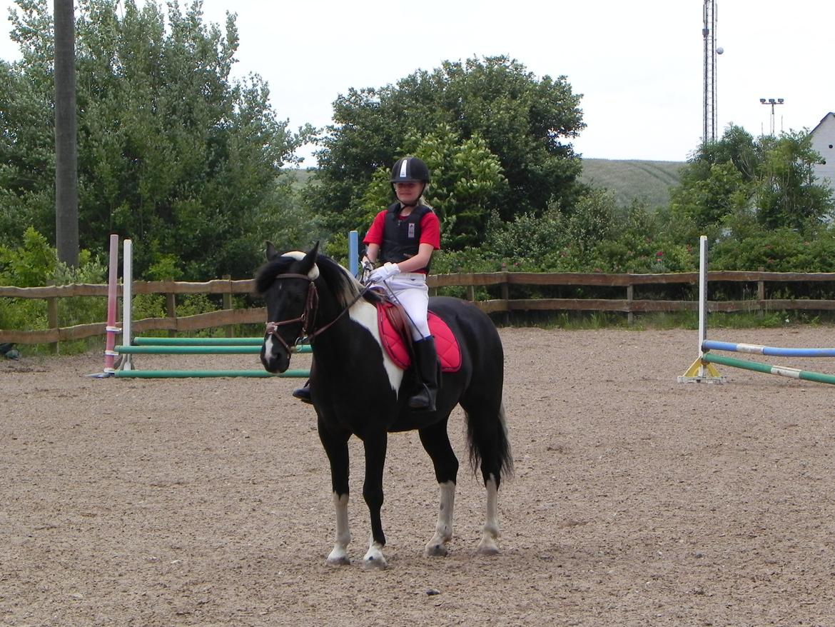 Anden særlig race Boston (en ener) (stjernen)  <3 billede 10