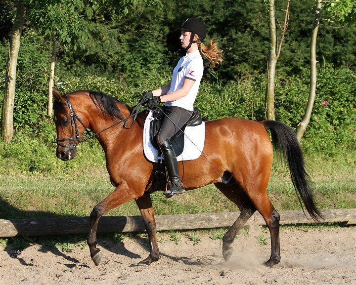 Arabisk fuldblod (OX) Loráng - Ridebillede fra sommer 2013 billede 3