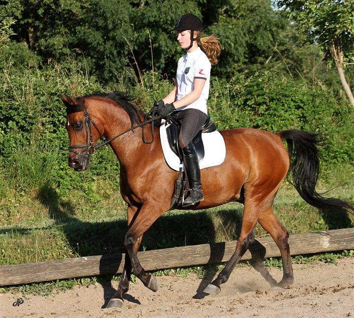 Arabisk fuldblod (OX) Loráng - Ridebillede fra sommer 2013 billede 4