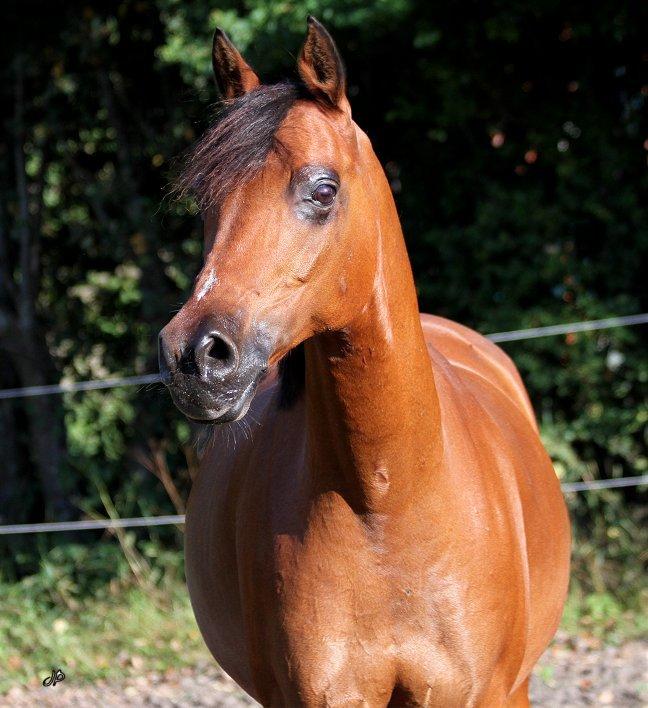 Arabisk fuldblod (OX) Loráng - Photoshoot sommer år 2013 billede 1