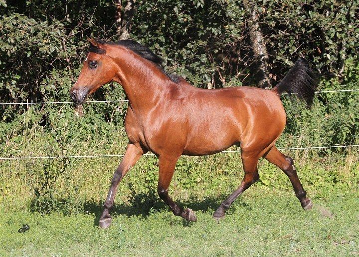 Arabisk fuldblod (OX) Loráng - Sommer 2013 billede 2