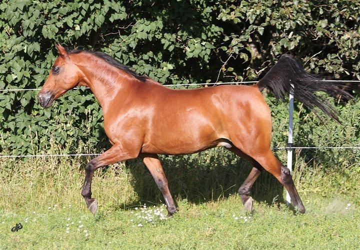 Arabisk fuldblod (OX) Loráng - Sommer 2013 billede 5