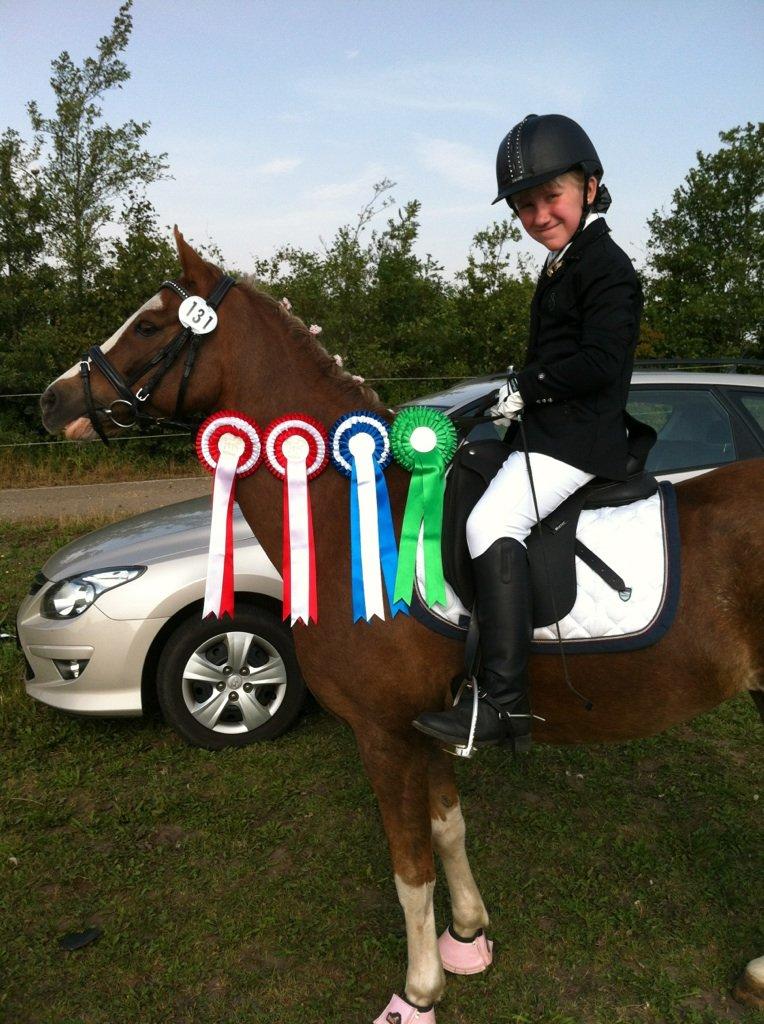Welsh Pony (sec B) Den deel´s Romeo Savnet - Ponyuge i Hammerum :-) billede 2