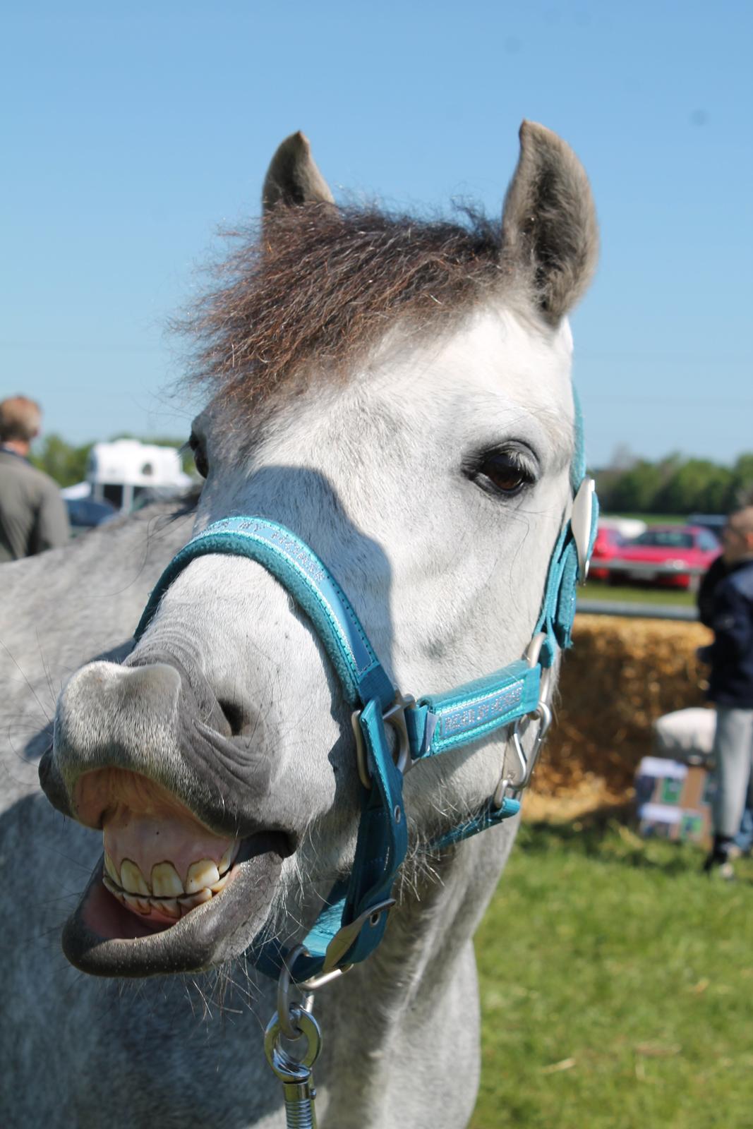 Welsh Pony (sec B) Låddenhøjs Toby - SMIIIIIL! billede 10