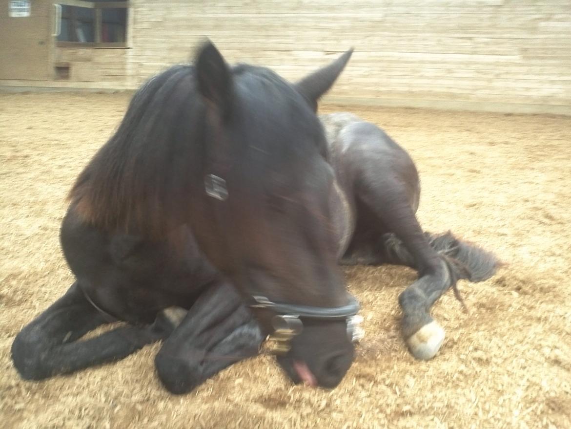 Cruzado Skouenbygaards Equlilibrio - Lille hesten kunne faktisk blive liggende alene billede 20