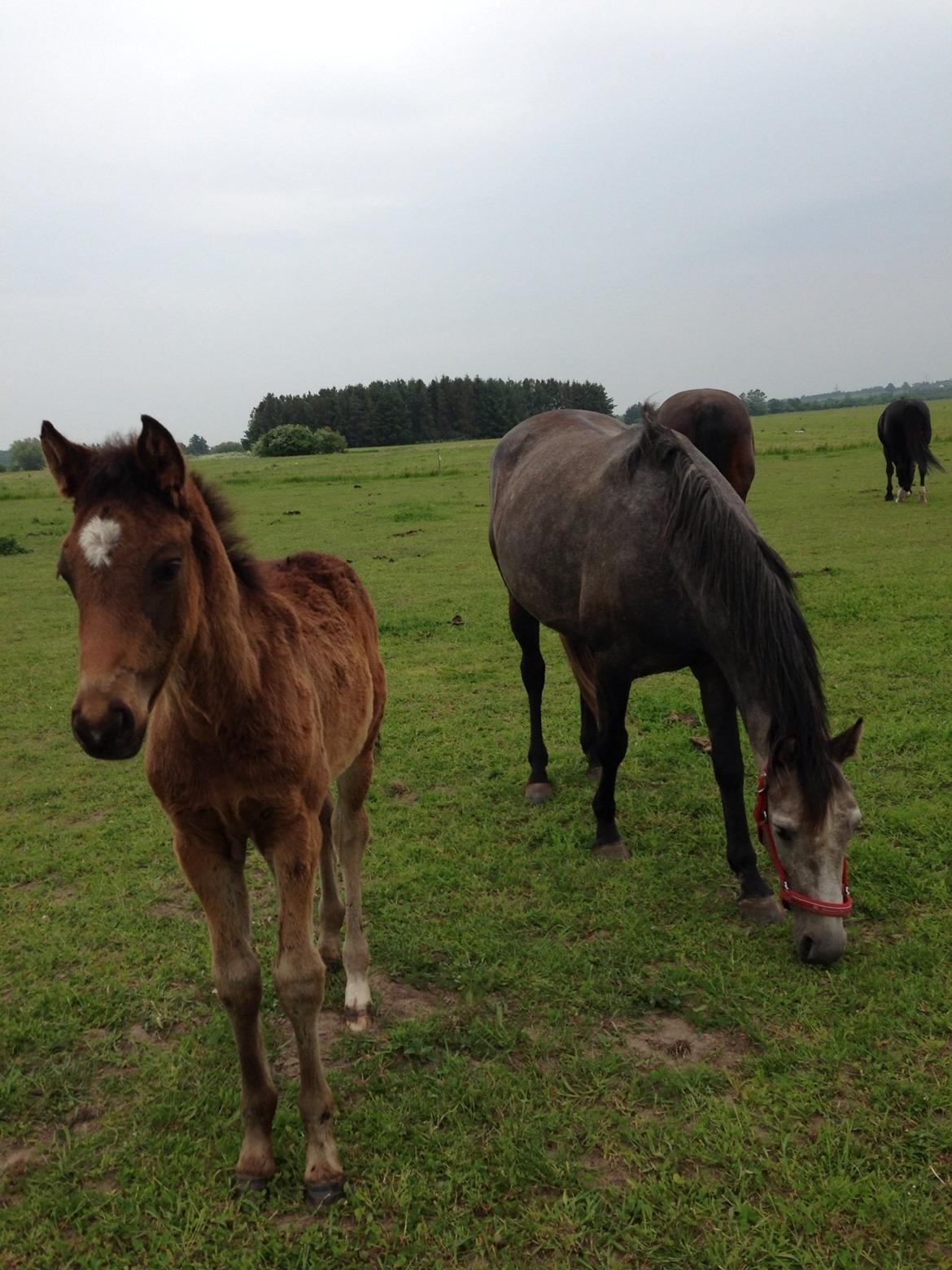 Anden særlig race Surprise Me<3 billede 6