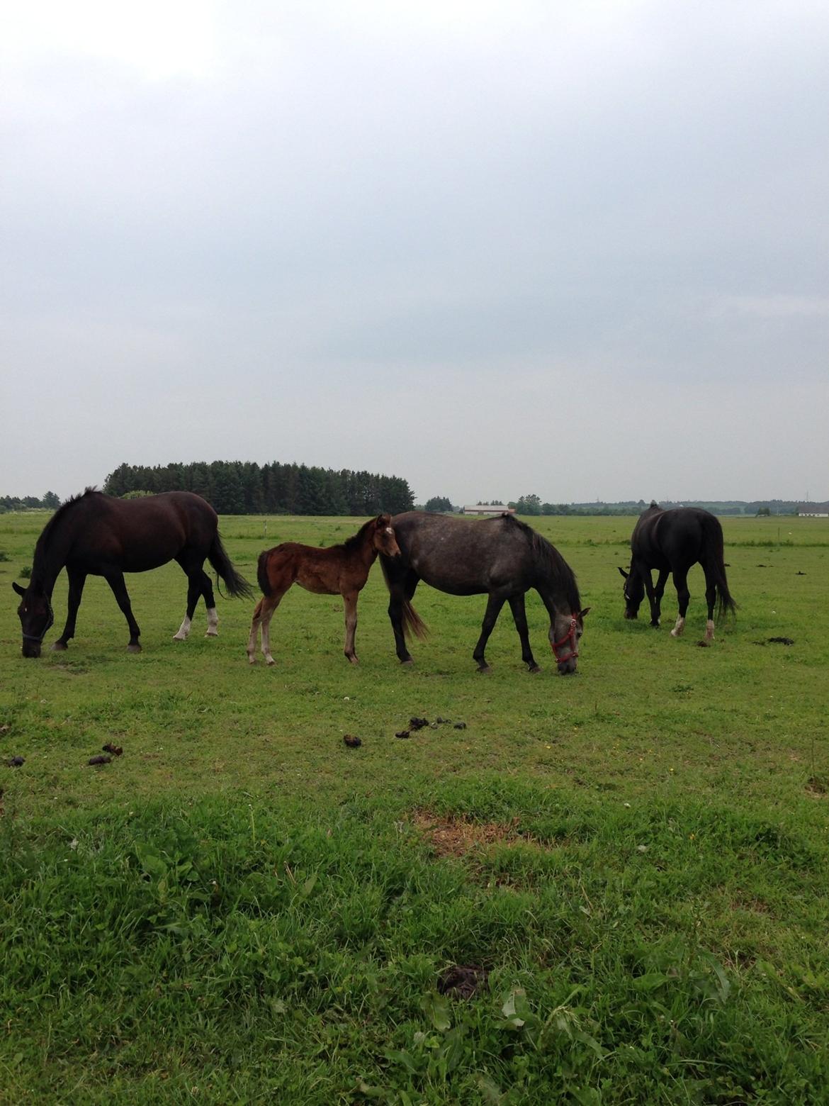 Anden særlig race Surprise Me<3 billede 7