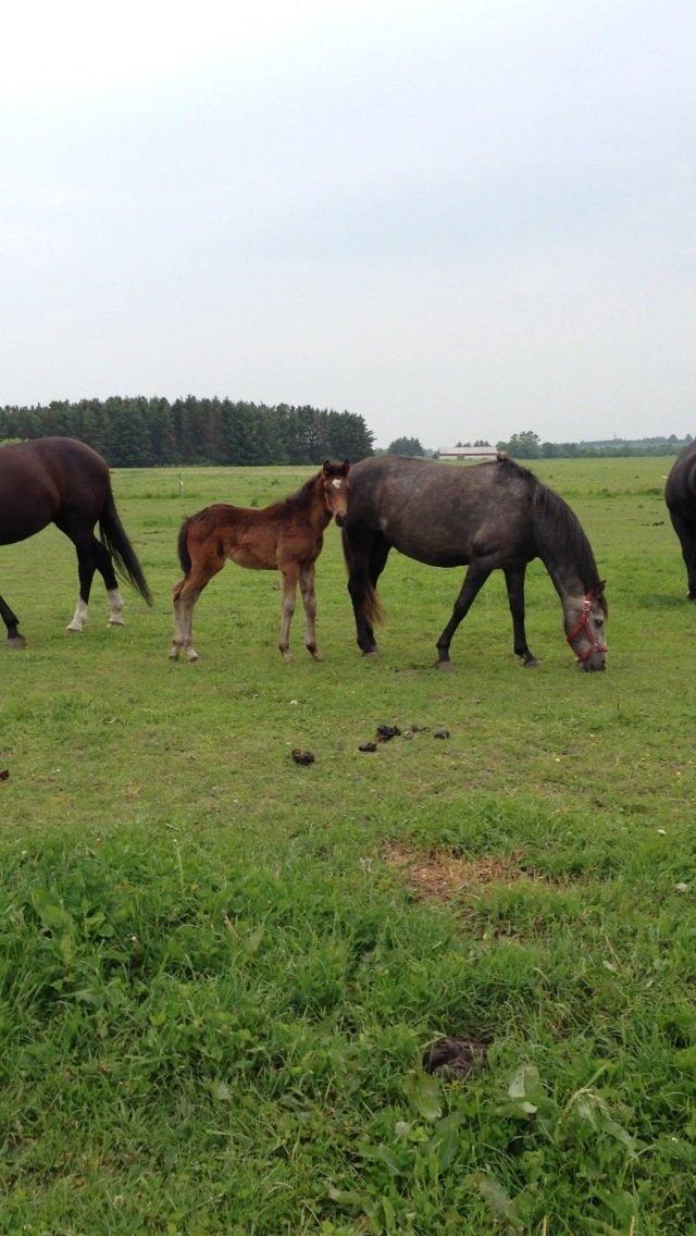 Anden særlig race Surprise Me<3 billede 8