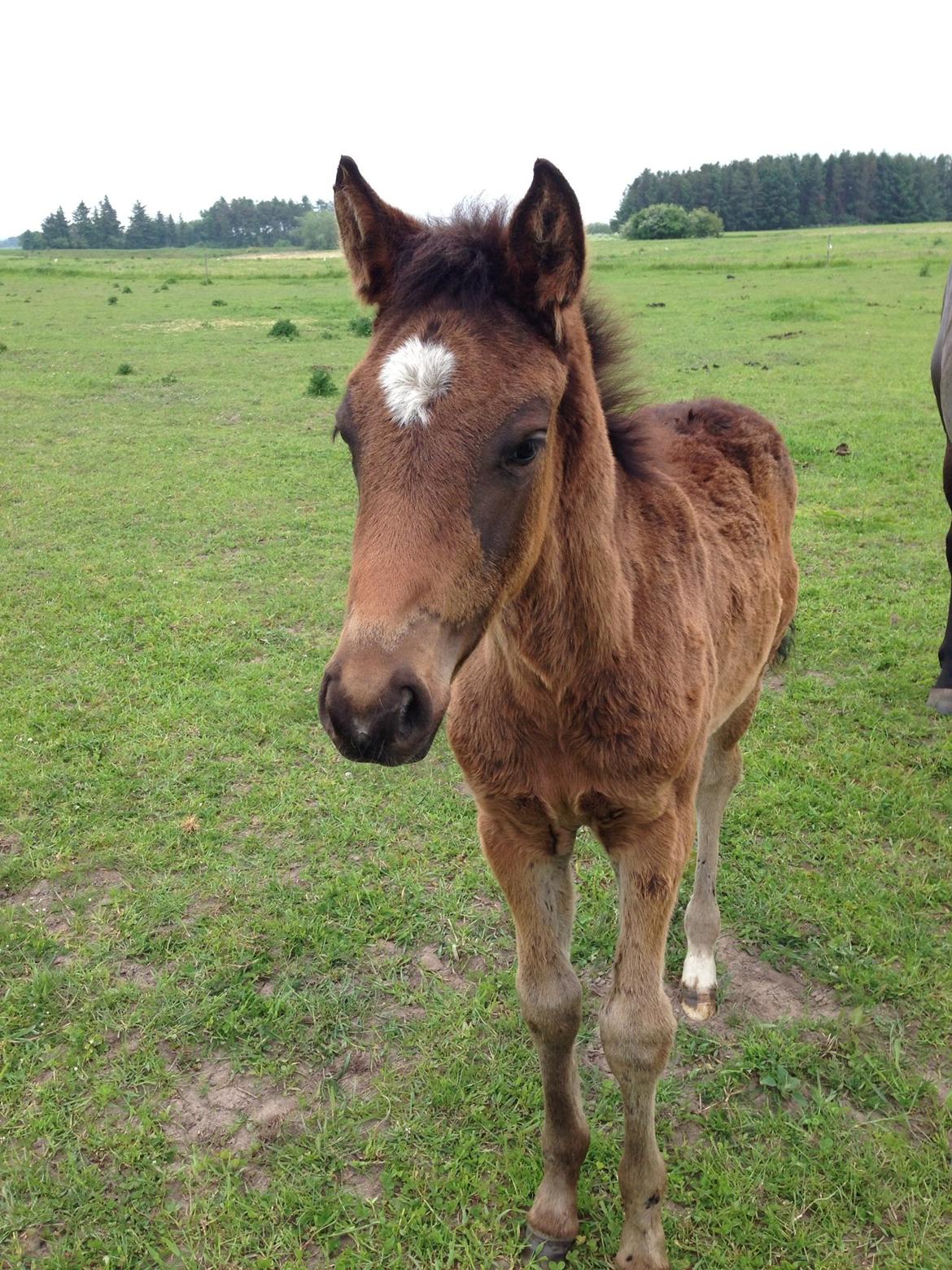 Anden særlig race Surprise Me<3 billede 9