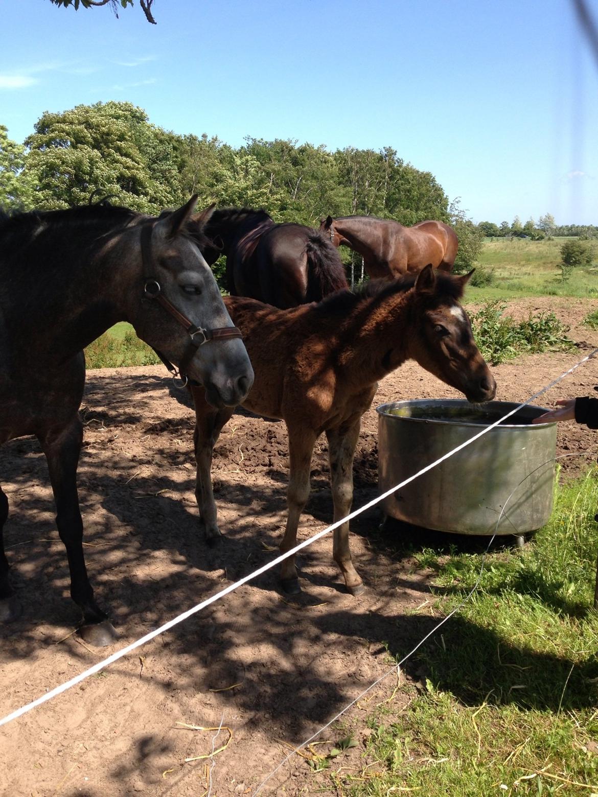 Anden særlig race Surprise Me<3 billede 10