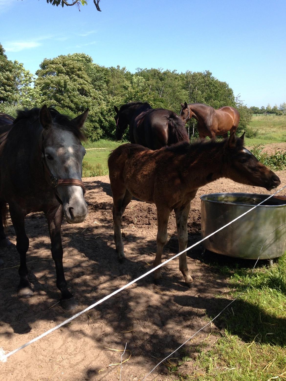 Anden særlig race Surprise Me<3 billede 11