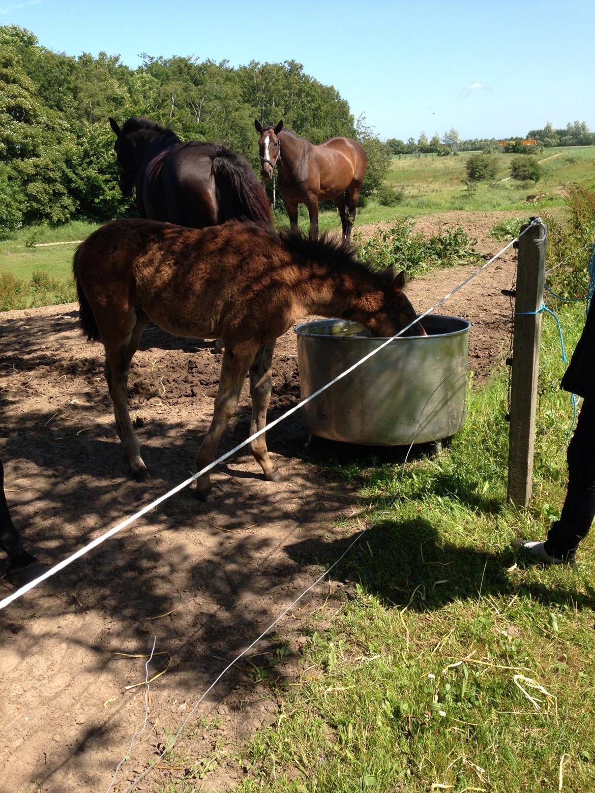 Anden særlig race Surprise Me<3 billede 12