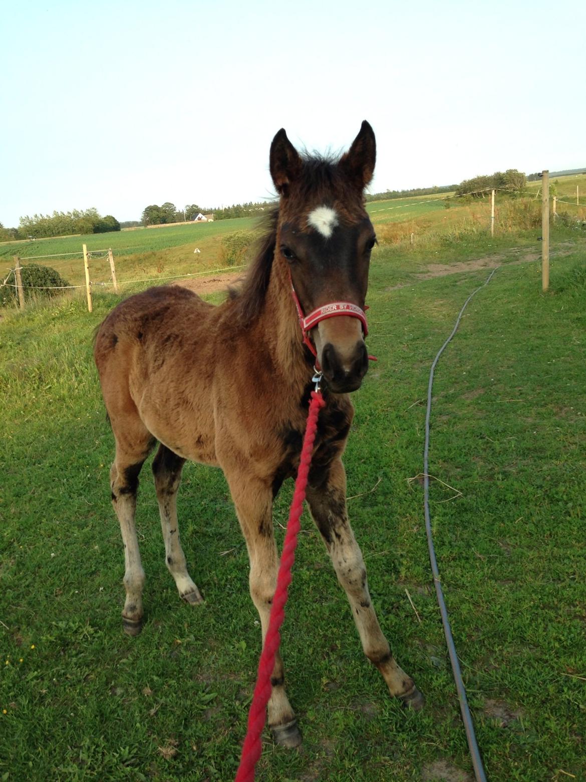 Anden særlig race Surprise Me<3 billede 13