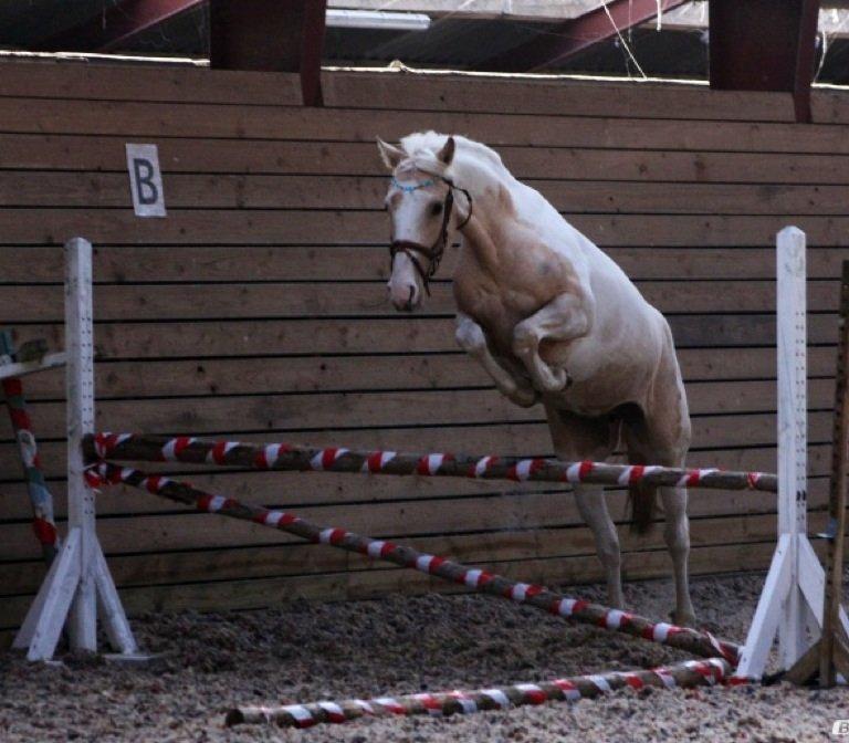 Anden særlig race Alaska - Seje Baby hest :) billede fra tidligere ejer billede 13