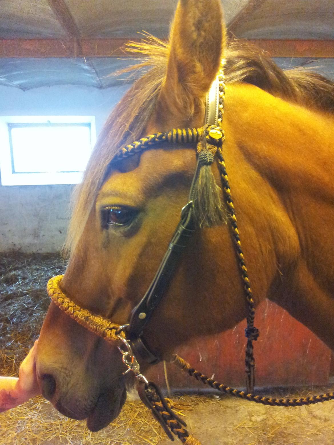 Koldblodstraver Tronilla - 7/8 - 2013 <3 billede 13