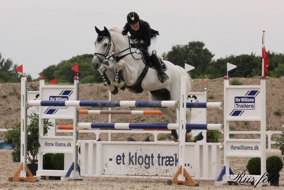 Dansk Varmblod NICE FELLOW - Stjerne Felle til landsstævne på Vilhelmsborg, august 2013.
MA* 135 cm. billede 2