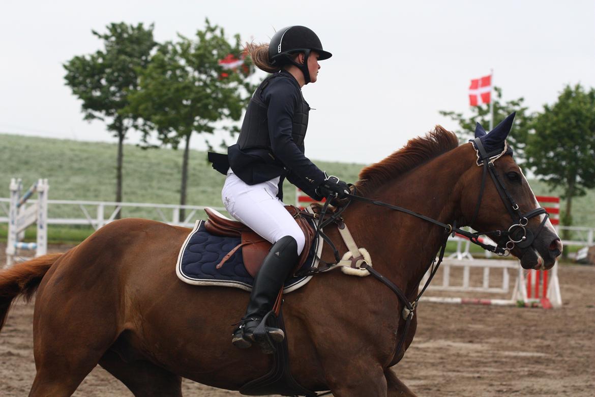Belgisk varmblod D´Amour V/H Dennenhof - Stævne på Skårupgård Foto : Pernille Kirstine billede 35