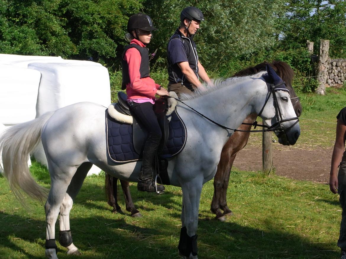 Irsk Sportspony Dynamite Silver billede 14