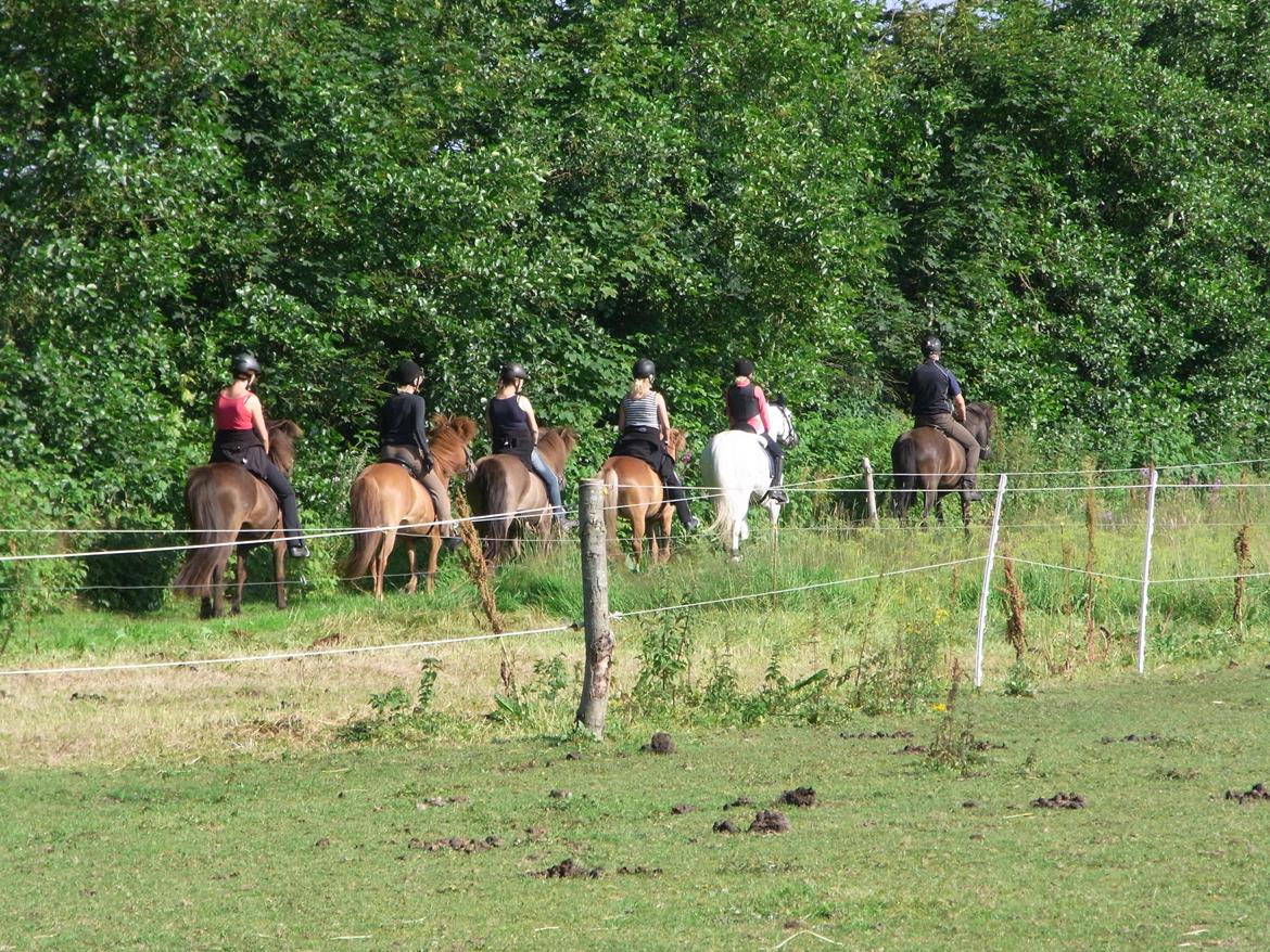 Irsk Sportspony Dynamite Silver billede 15