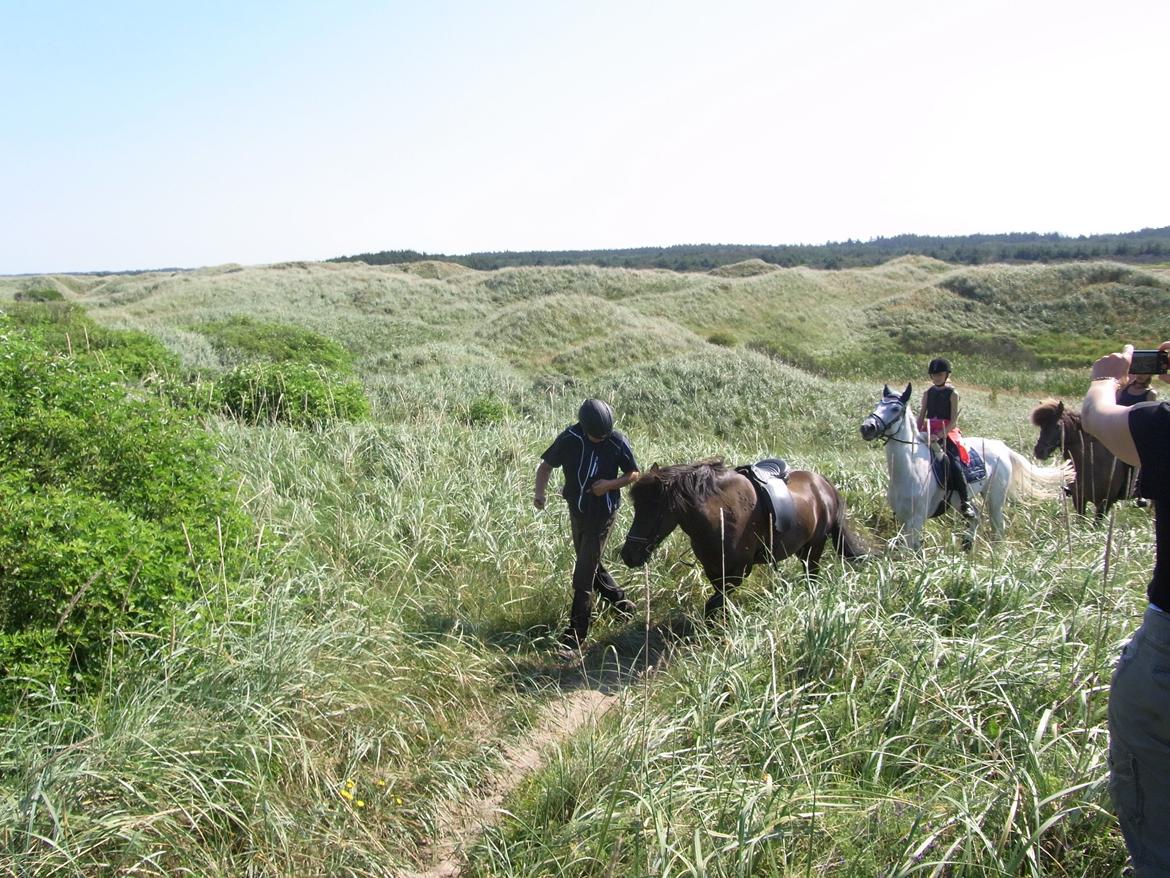 Irsk Sportspony Dynamite Silver billede 16