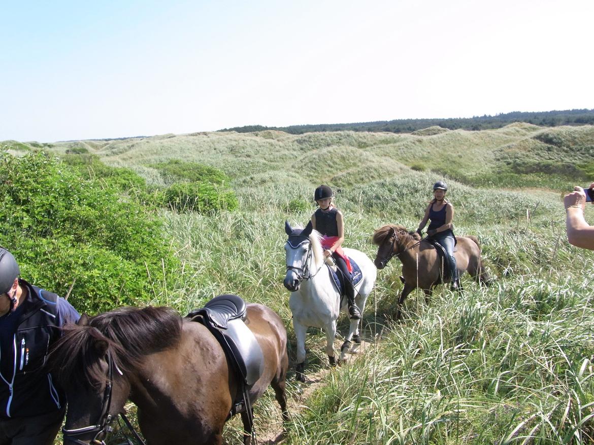 Irsk Sportspony Dynamite Silver billede 17