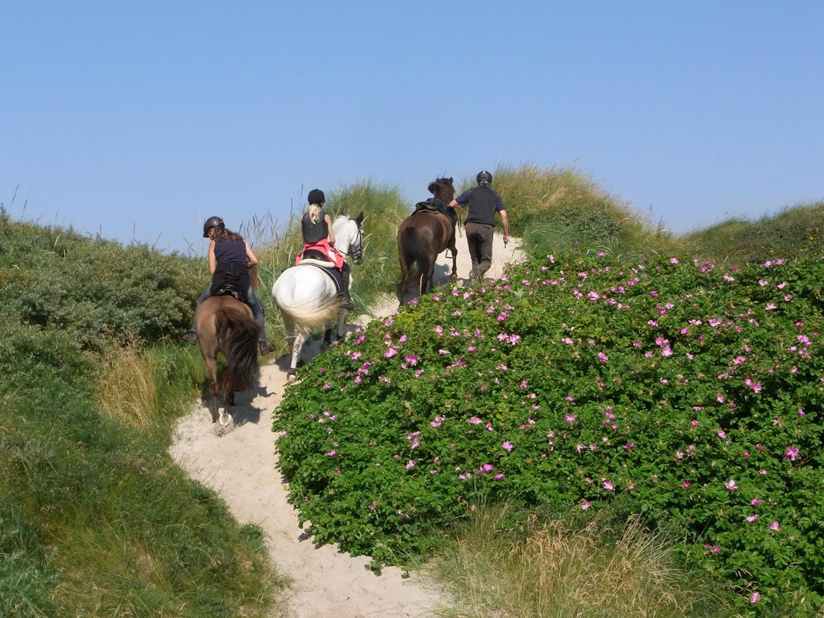 Irsk Sportspony Dynamite Silver billede 18