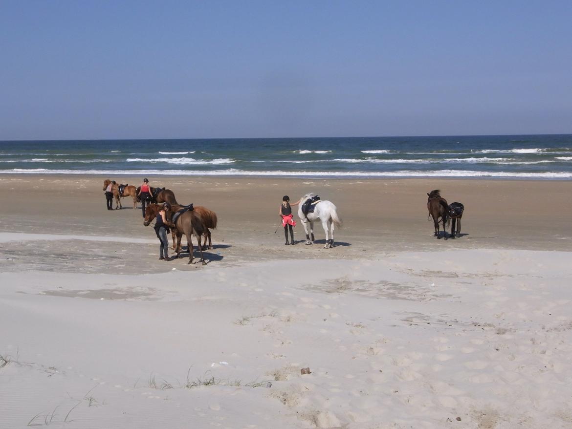 Irsk Sportspony Dynamite Silver billede 19