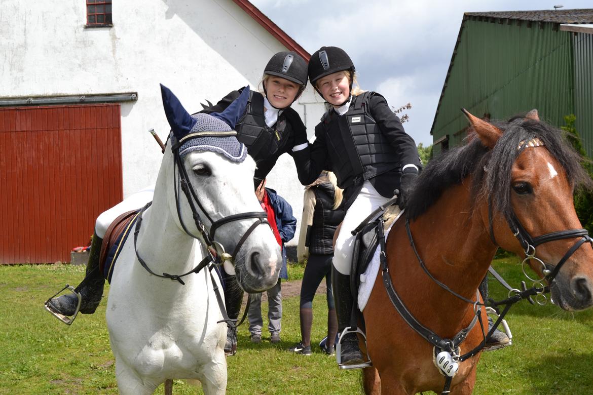 Irsk Sportspony Dynamite Silver billede 20