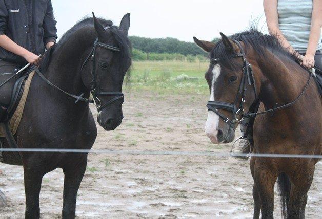 Anden særlig race zorro <3 prinsen <3 - [billed lånt af katrine olsen] billede 11