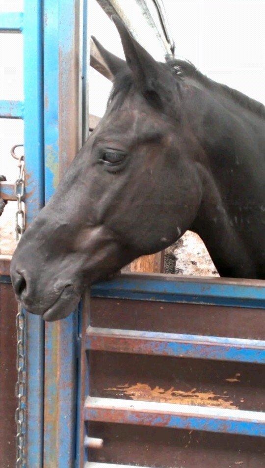 Anden særlig race zorro <3 prinsen <3 - my boy billede 12