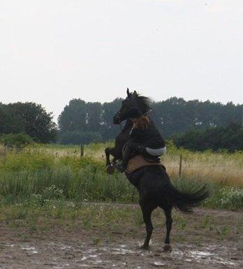 Anden særlig race zorro <3 prinsen <3 - [lånt af katrine olsen ] billede 13