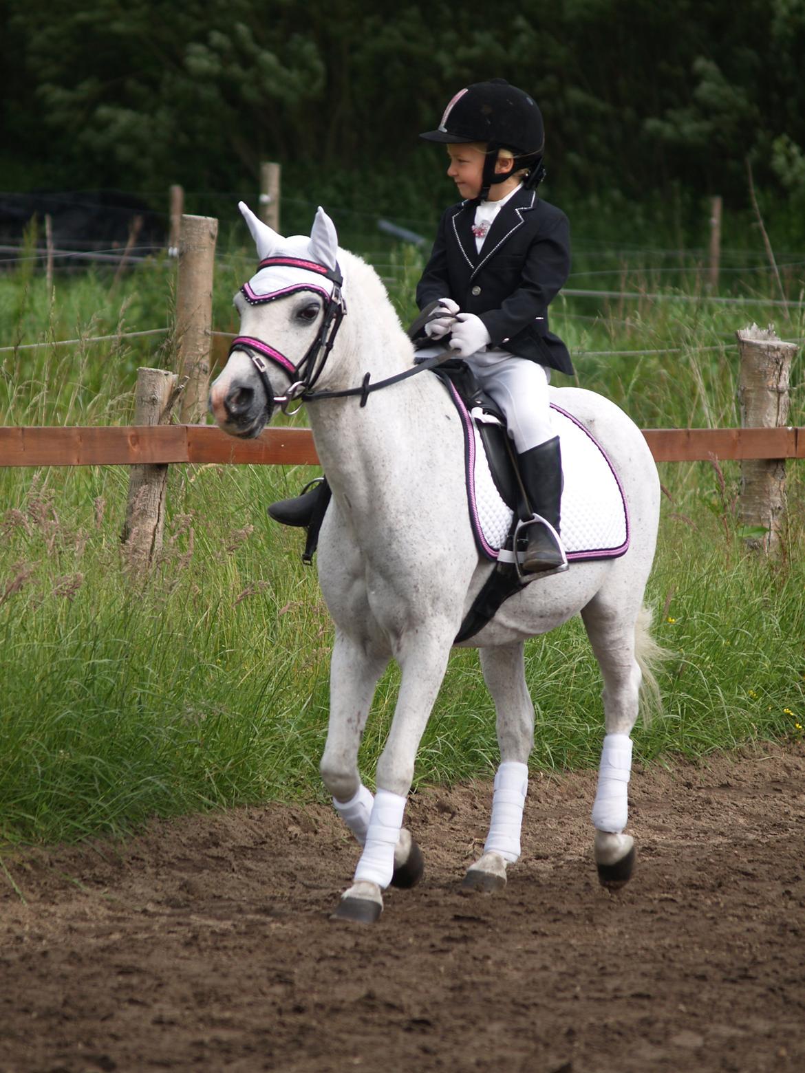 Welsh Mountain (sec A) Hedegårdens Prins billede 30