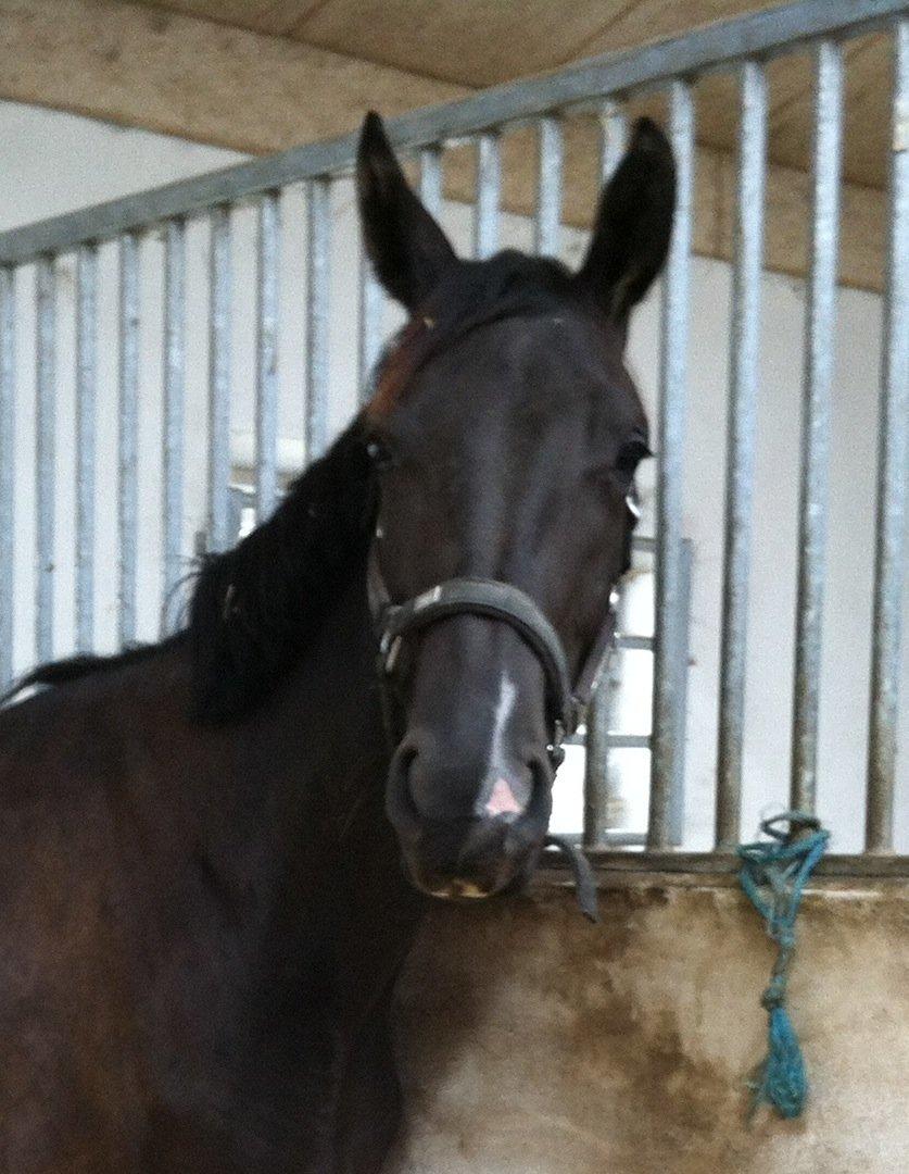 Dansk Varmblod Alphabeat - 8/8 -13 billede 40