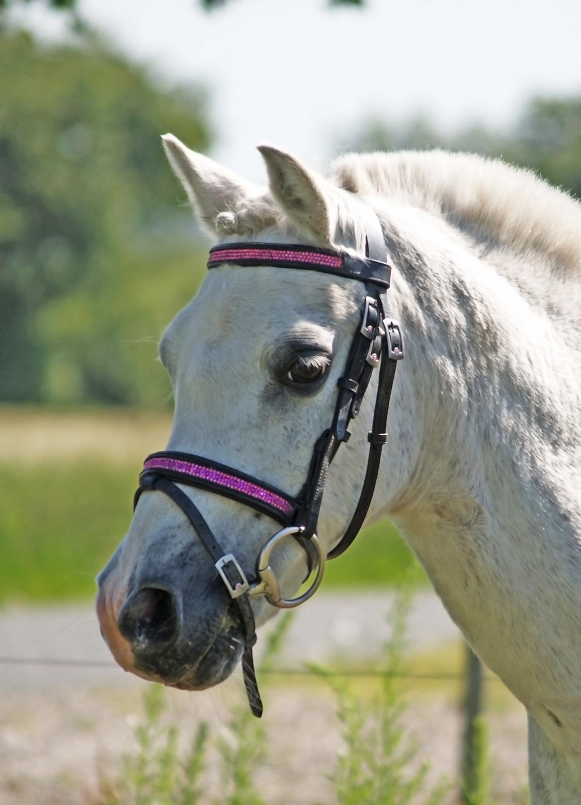 Welsh Mountain (sec A) Hedegårdens Prins billede 14