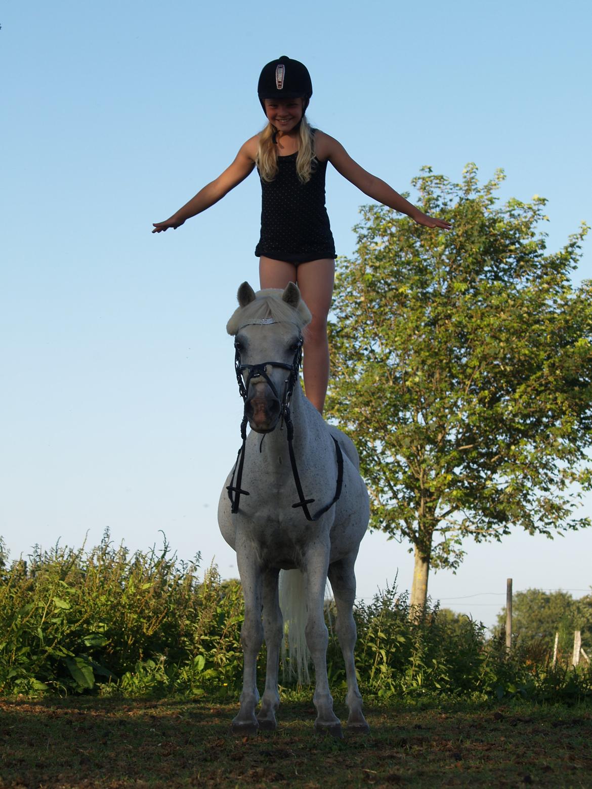 Welsh Mountain (sec A) Hedegårdens Prins billede 44