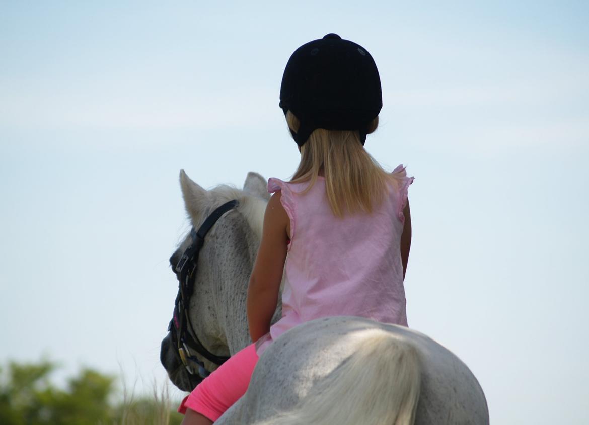 Welsh Mountain (sec A) Hedegårdens Prins billede 45