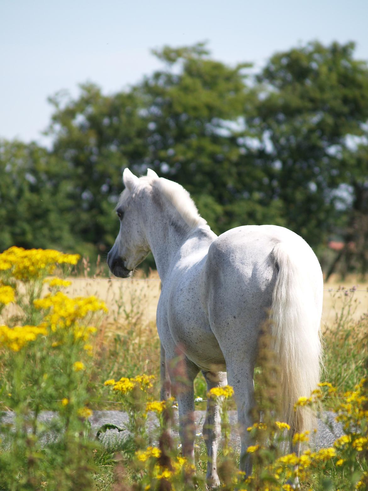Welsh Mountain (sec A) Hedegårdens Prins billede 46