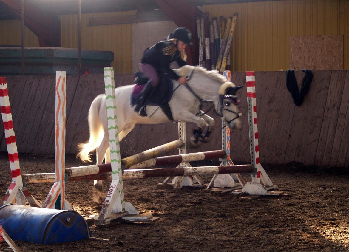 Welsh Mountain (sec A) Hedegårdens Prins billede 49