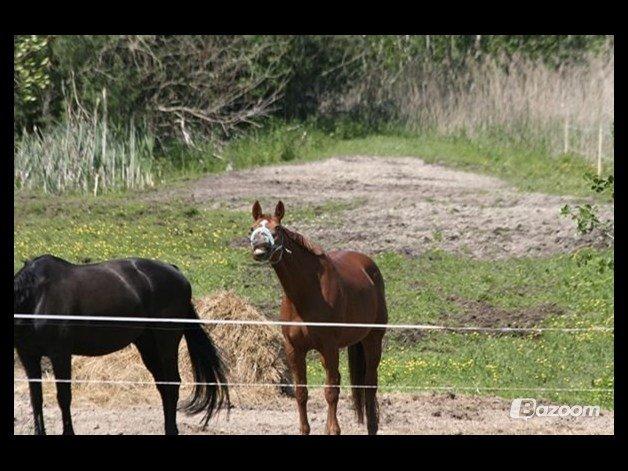 Dansk Varmblod Askemosens Marsia - 3. nurh billede 3