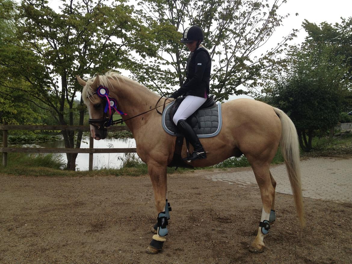 Palomino Mr. Spirit Minded - Den dygtige dressur hest, kan også springe  - to fejlfrie spring runder :) billede 27