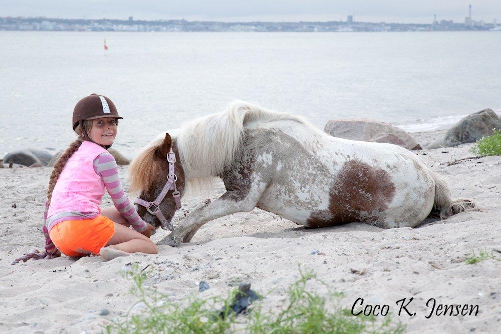 Shetlænder Flaminco *Min Skattebasse<3* - Så øver vi lige nogle af vores tricks på stranden<3
Det er utroligt, det venskab vi to har<3  billede 13