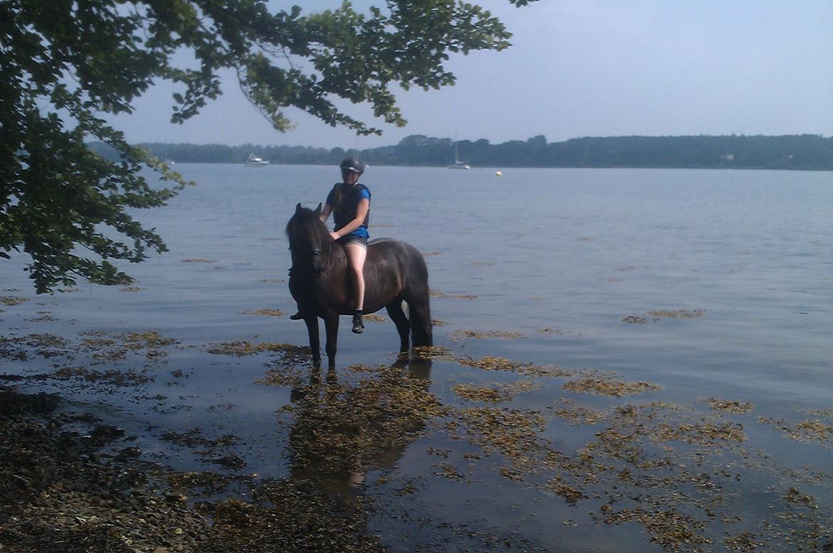 Welsh Cob (sec D) Lesto Havannah Klubmester 2013! billede 17