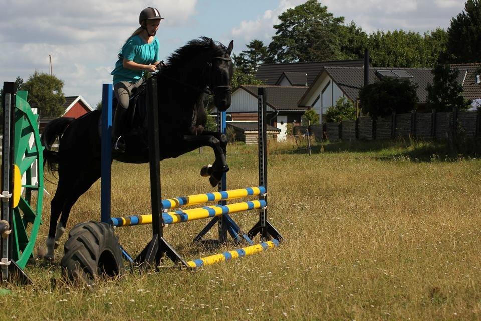 Dansk Varmblod Poppelgaardens Etalon billede 16