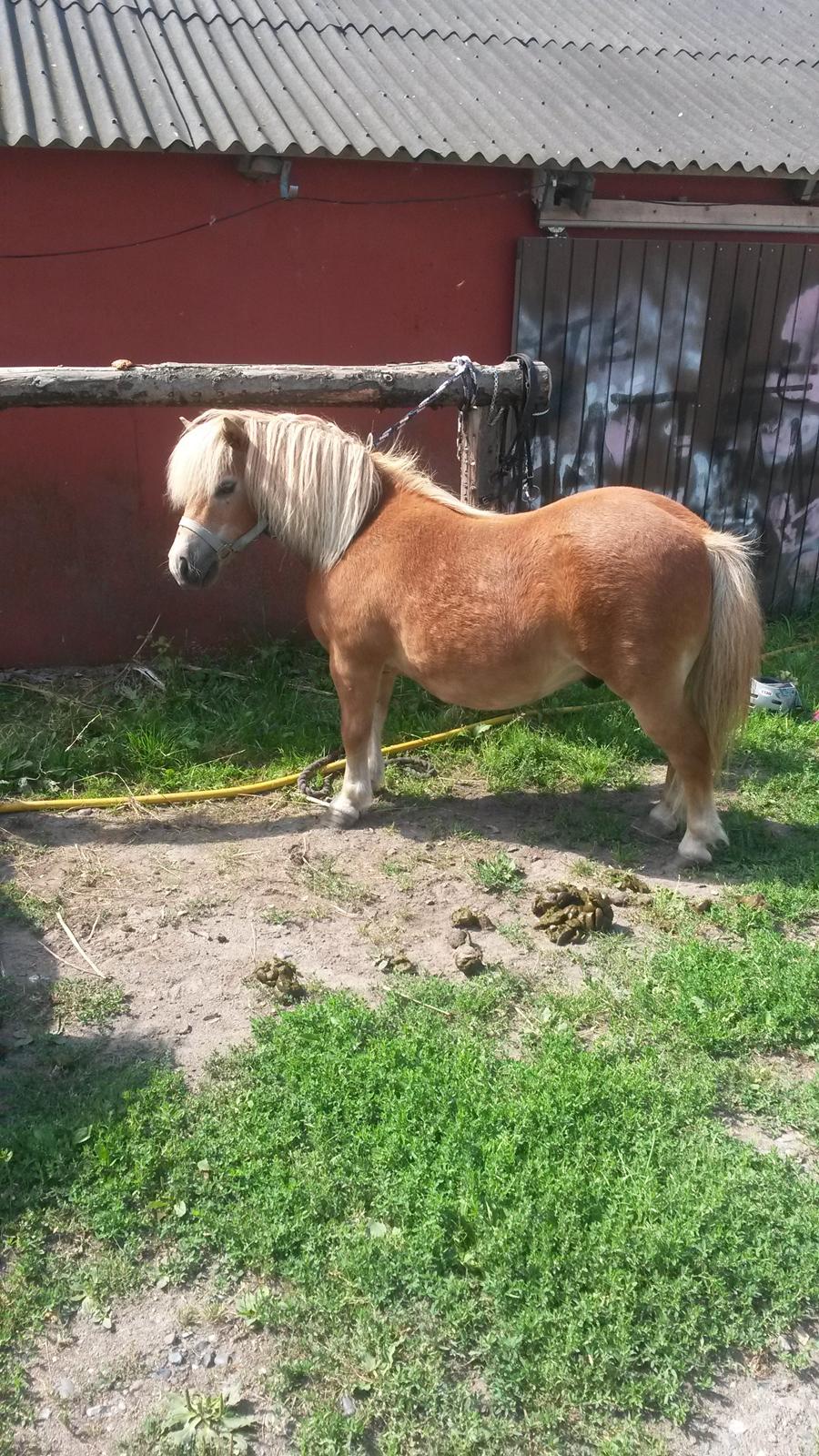 Shetlænder Superman billede 3