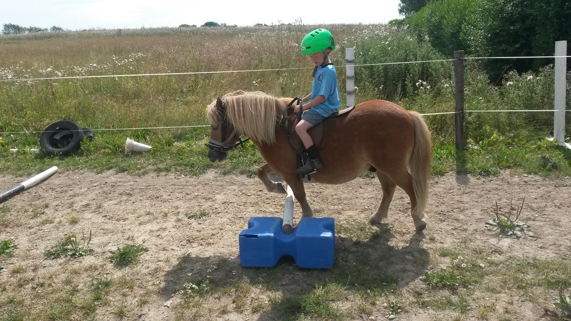 Shetlænder Superman billede 17