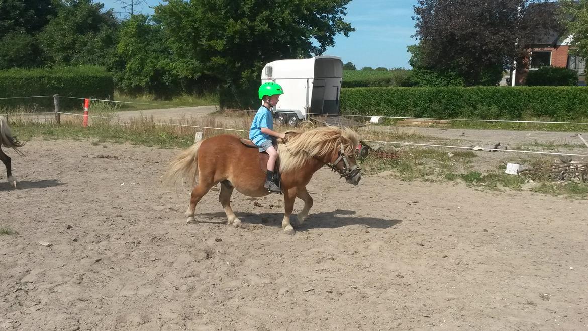 Shetlænder Superman billede 9