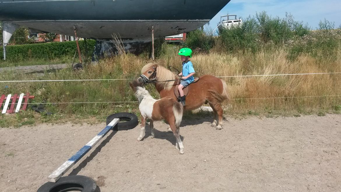 Shetlænder Superman billede 15