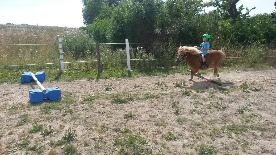 Shetlænder Superman billede 16